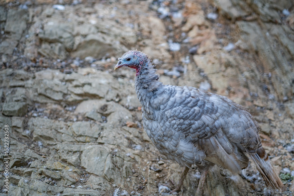 Obraz premium Turkeys walk and forage under bright daylight