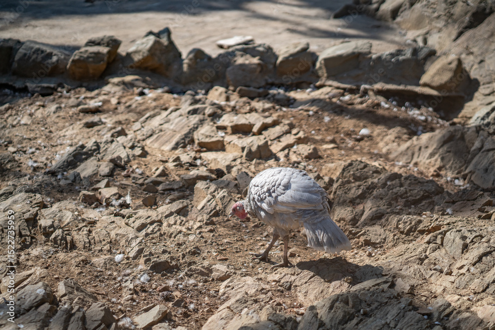 Fototapeta premium Turkeys walk and forage under bright daylight