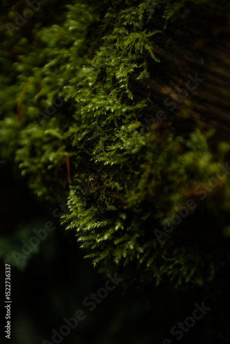 Lush Moss Close-Up