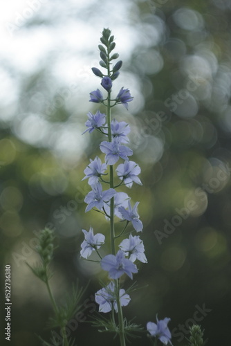 flowers in the forest