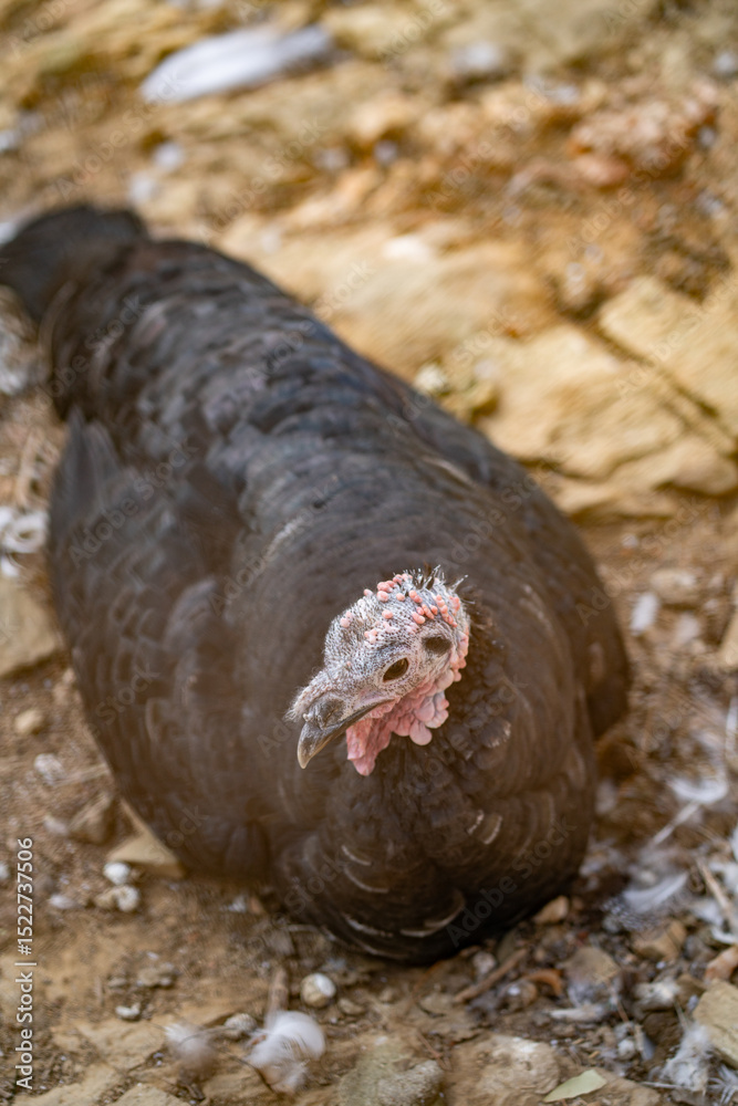 Fototapeta premium Turkeys walk and forage under bright daylight
