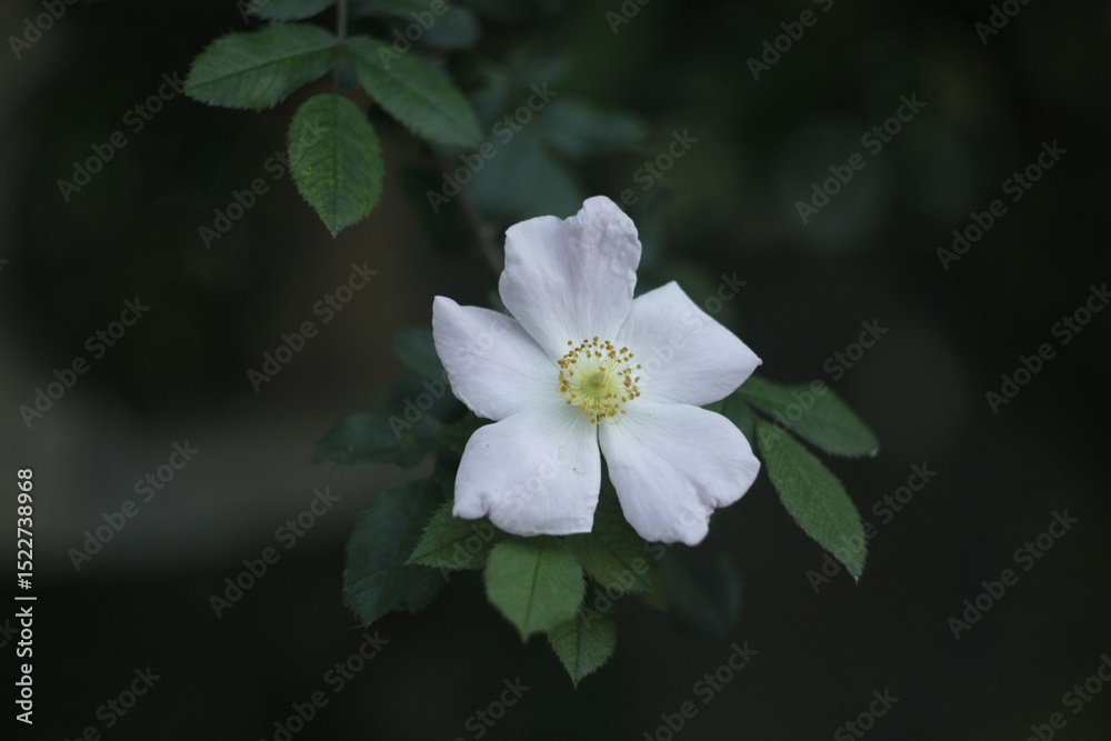 Obraz premium Flower blossom
