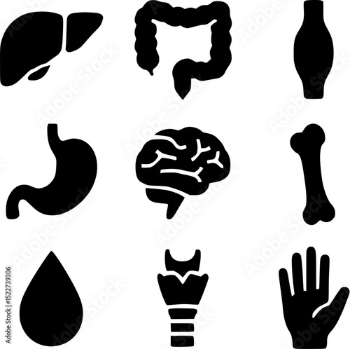 Internal Human Organs and Body Parts Silhouette Vector Set | Medical Icons Collection