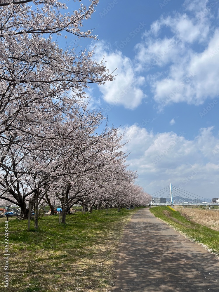 Obraz premium cherry blossom tree