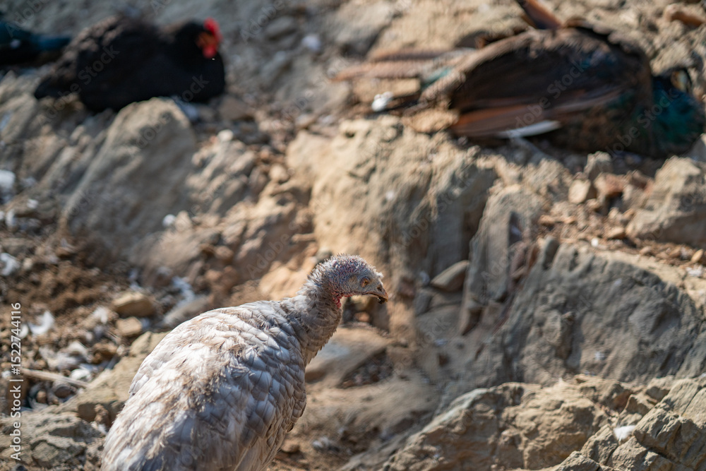 Obraz premium Turkeys walk and forage under bright daylight
