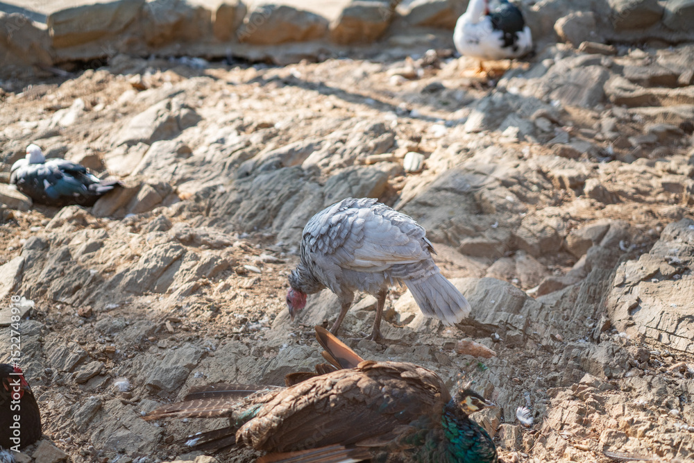 Fototapeta premium Turkeys walk and forage under bright daylight