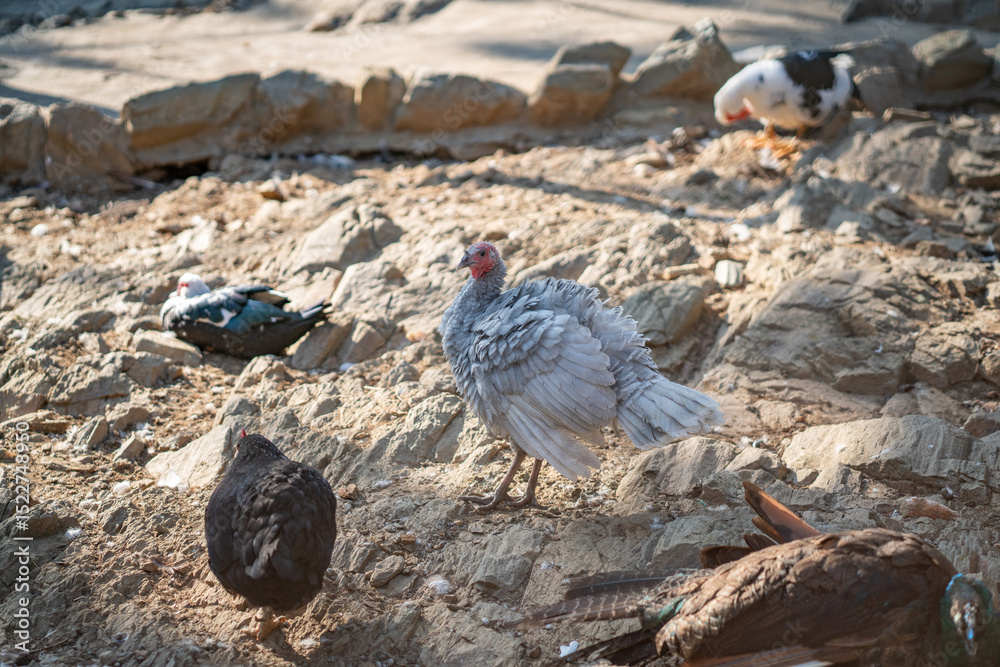 Obraz premium Turkeys walk and forage under bright daylight