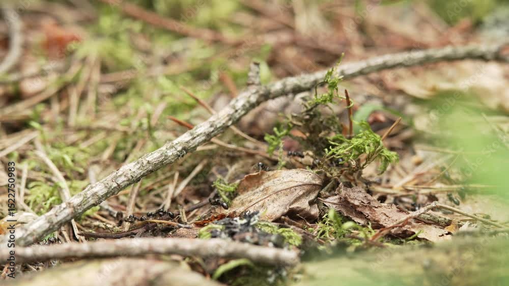 Ant trail along a forest path. Black ants move along the route and go about their routine. Insects in the wild Ant trail along a forest path. Black ants move along the route and go about their routine. Insects in the wild