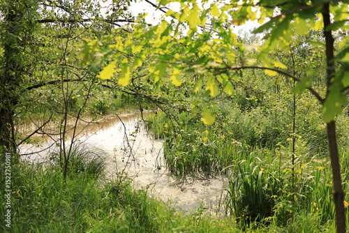 A narrow river winding through a marshy landscape, surrounded by dense vegetation. photo