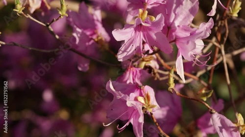 pink azalea flower in sun light
