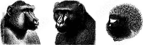 Detailed engraved portraits of african baboon and porcupine for wildlife art design