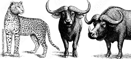 Detailed engraved illustrations of african cheetah and water buffalos for wildlife presentation