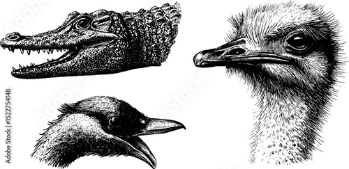 Engraved illustration set of african wildlife featuring crocodile and ostrich heads for nature design
