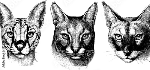 Engraved illustration of african serval and cats - detailed wildlife art collection for print and design