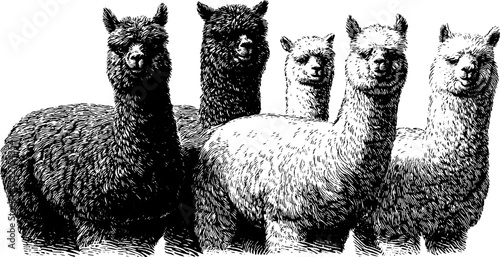 Engraved illustration set of alpacas with fluffy wool - vintage animal art