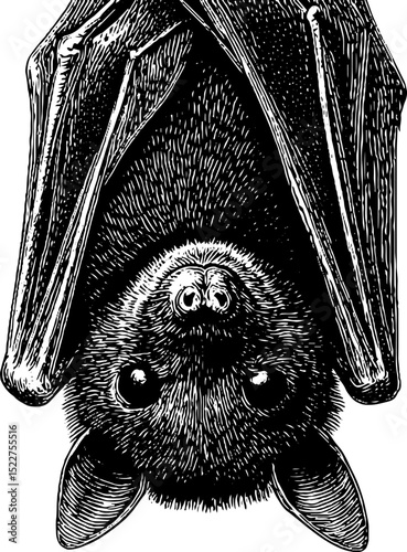 Intricate engraved illustration of baby bat hanging upside down in detailed design for art prints