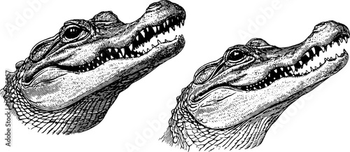 Vintage engraved set of baby crocodile illustrations for design and print