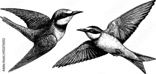 Vintage engraved illustrations of bee eater and swallow birds for art and design