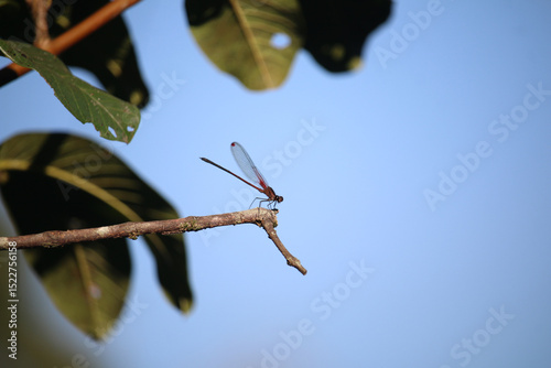 Libélula em Galho com Fundo Azul Claro - Beleza da Natureza