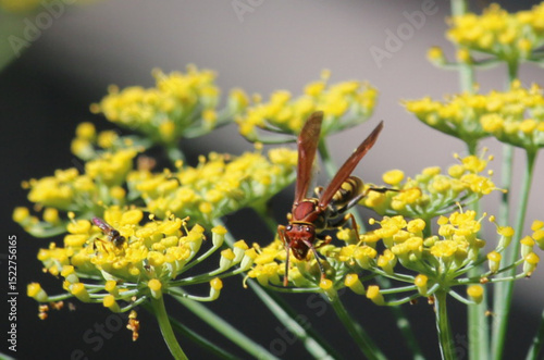Vespa em Flor Amarela – Beleza Natural em Close-Up