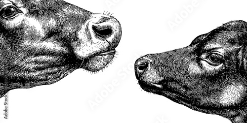 Engraved illustration of cow licking calf - farm animal art for design