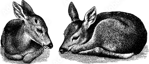 Engraved illustration set of deer fawn sleeping in detailed artistic style