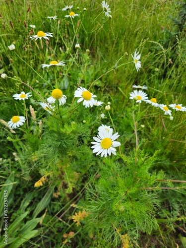 Fototapeta Naklejka Na Ścianę i Meble -  There are a lot of daisies in the meadow in summer on a sunny day. Daisies on a sunny day. 