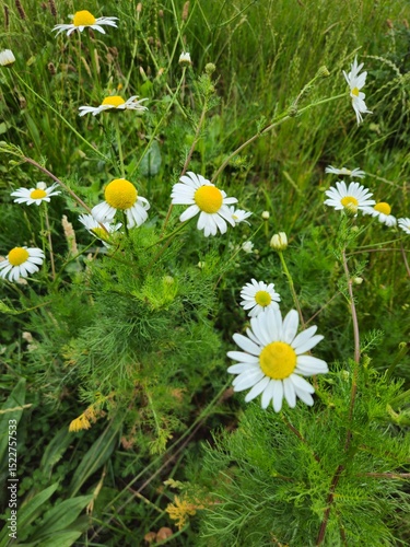 Fototapeta Naklejka Na Ścianę i Meble -  There are a lot of daisies in the meadow in summer on a sunny day. Daisies on a sunny day. 