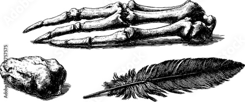 Intricate engraved illustration set featuring dragon claw, ancient relic, and feather for historical design