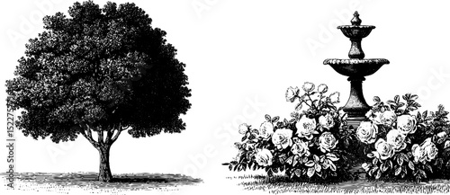 Edwardian rose garden engraving featuring tree and fountain for elegant botanical design