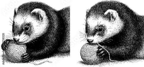 Playful ferret with yarn ball engraving set for animal art design