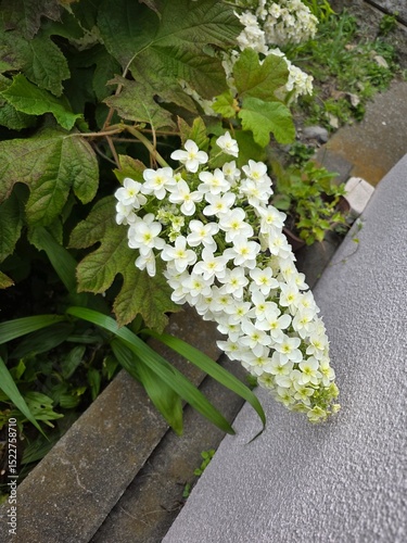 White Flower Cluster Blooming in Garden