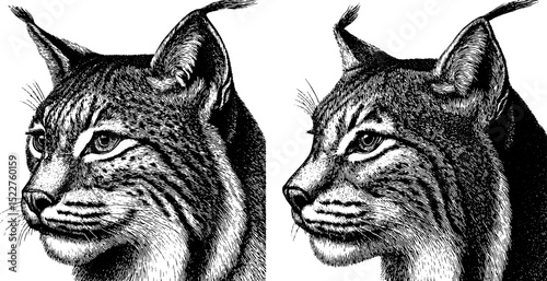 Detailed engraved illustrations of lynx with tufted ears