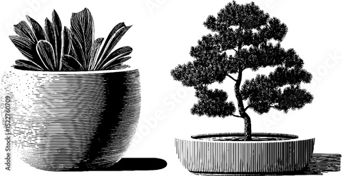 Mid century modern plant illustrations for interior design and decor inspiration