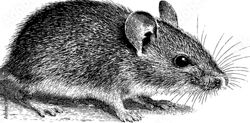 Engraved illustration of mouse with big eyes for artistic designs and decor