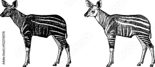 Engraved illustration of okapi with striped pattern. Exotic wildlife art in black and white. Detailed sketch of rare forest mammal in traditional vintage style.