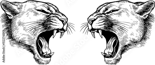 Engraved illustration of yawning panther faces for design and decor