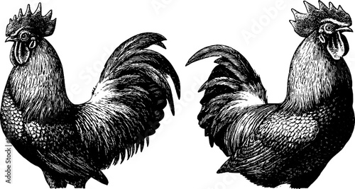 Vintage engraved rooster illustration set featuring crowing roosters for farmhouse decor
