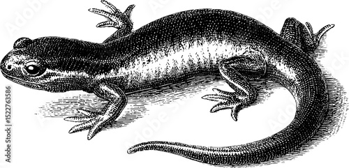 Detailed engraved salamander illustration for nature-inspired design