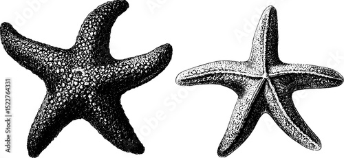 Engraved starfish illustration set on sand for nature and marine life concepts