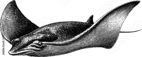 Intricate engraved illustration of stingray swimming with detailed oceanic theme