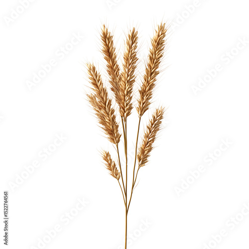 Delicate golden grasses arranged beautifully, perfect for adding a touch of nature to any decor or design project.