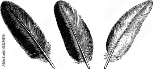 Vintage turkey feathers engraving set for ornamental designs and educational use