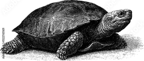 Engraved turtle illustration with smile - nature and wildlife art for educational and decorative use