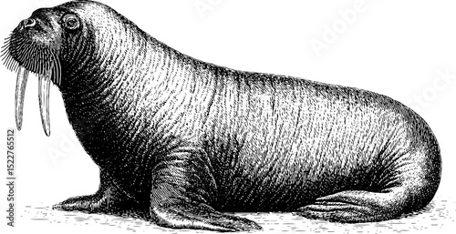 Detailed engraved illustration of walrus with prominent tusks for artistic design