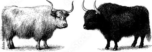 Engraved illustration of yaks with fluffy coats - rustic animal art for design and decor