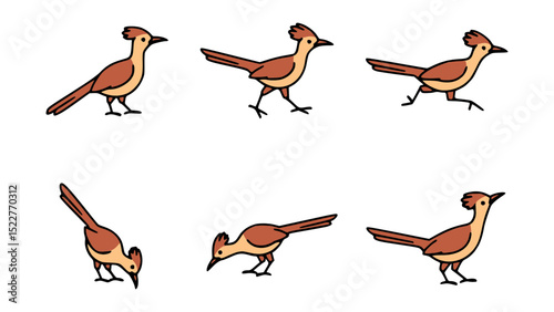 A series of illustrations depicting a roadrunner bird in different poses