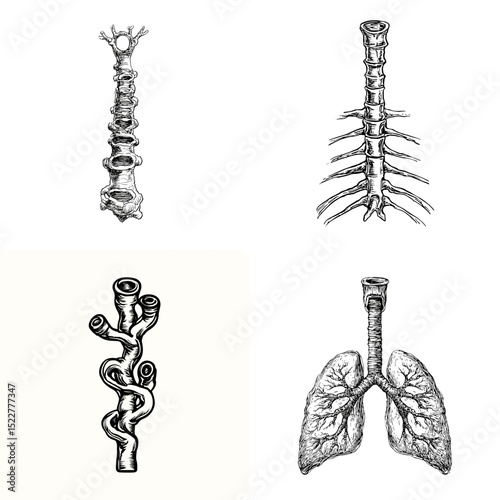 Detailed anatomical illustrations of the human spine, lungs, and respiratory system in vintage black and white style ideal for educational and medical use.

