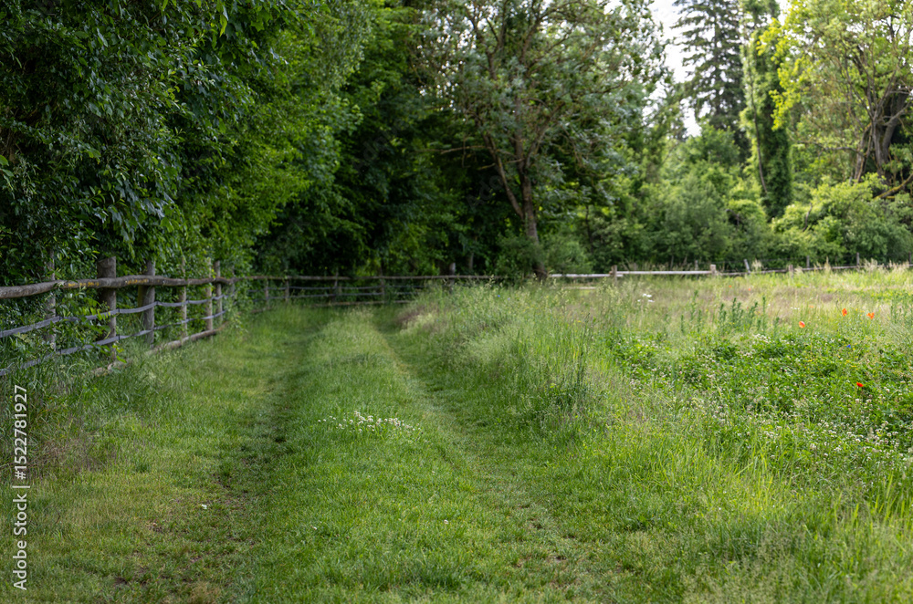 Obraz premium Country road alongside a wooden horse pasture fence. Wild grasses, bushes, and summer vegetation under warm rural sunlight. Peaceful countryside path