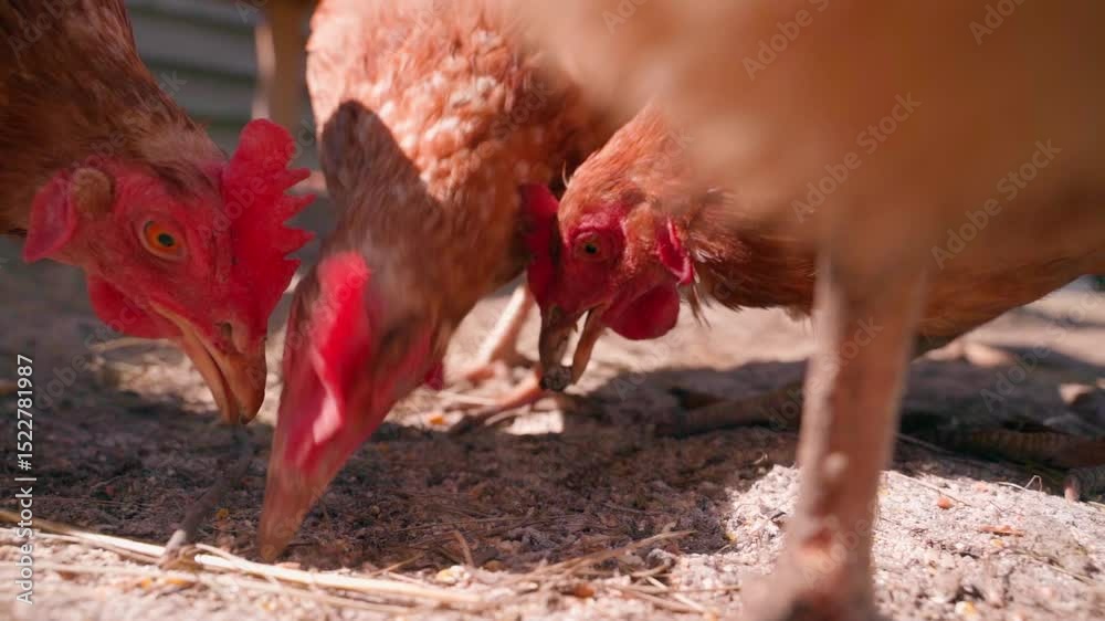 Close-up of chickens pecking grain from the nest, slow motion, sunny day